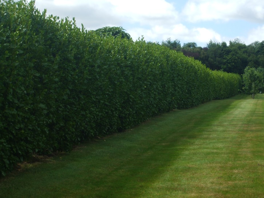 Griselinea littoralis (Broadleaf) hedge before trimming.