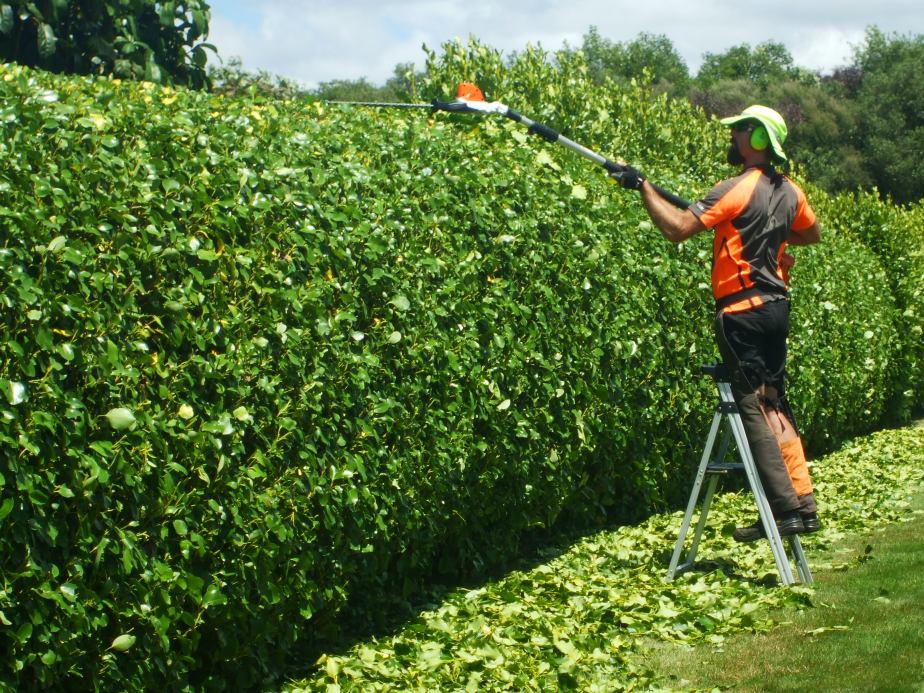 Griselinea hedge during trimming.