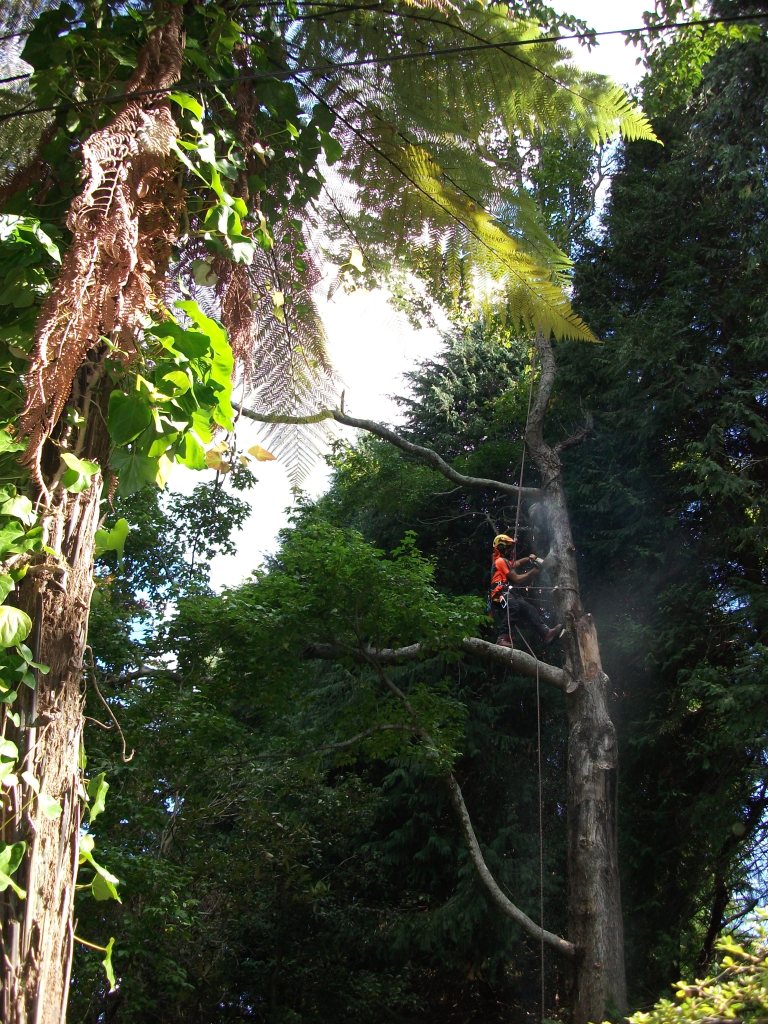 Removing damaged branches in a large Liquidambar styraciflua (Sweet Gum) tree.