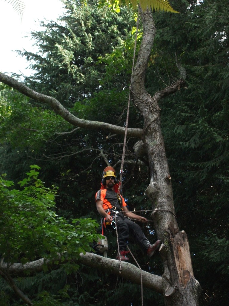 Close up of the Liquidambar tree reveals a problem. A large included branch (weak point) has broken away from the main trunk near my feet.