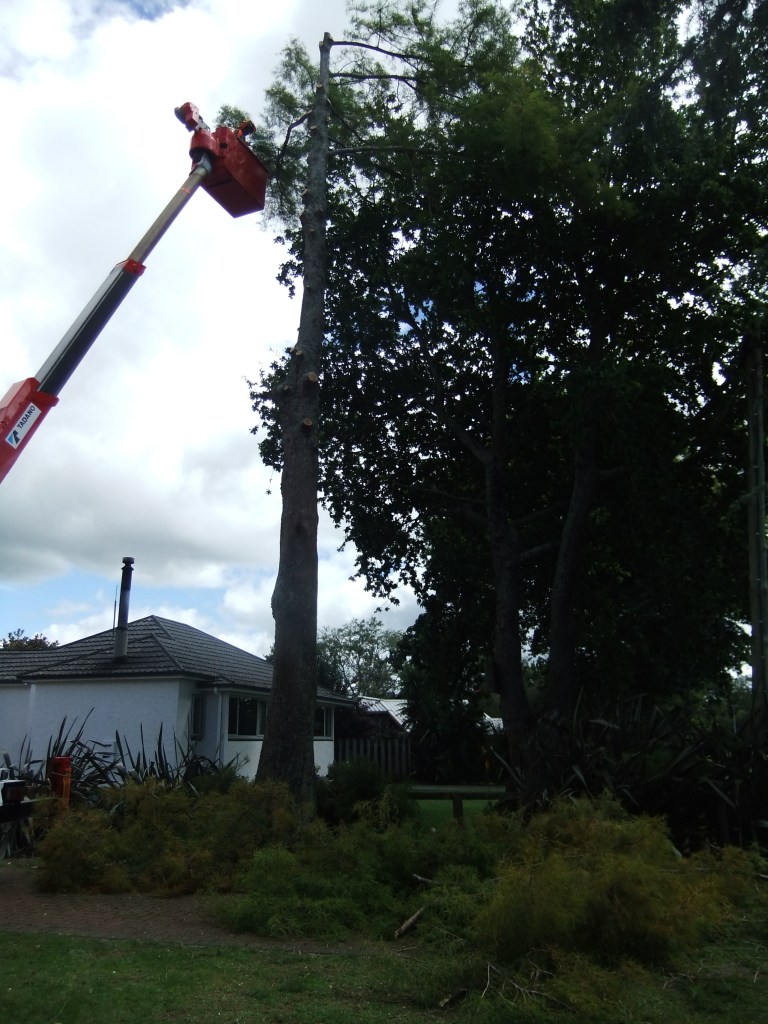 Removing a large Taxodium distichum (Swamp Cypress) tree with a lift truck.