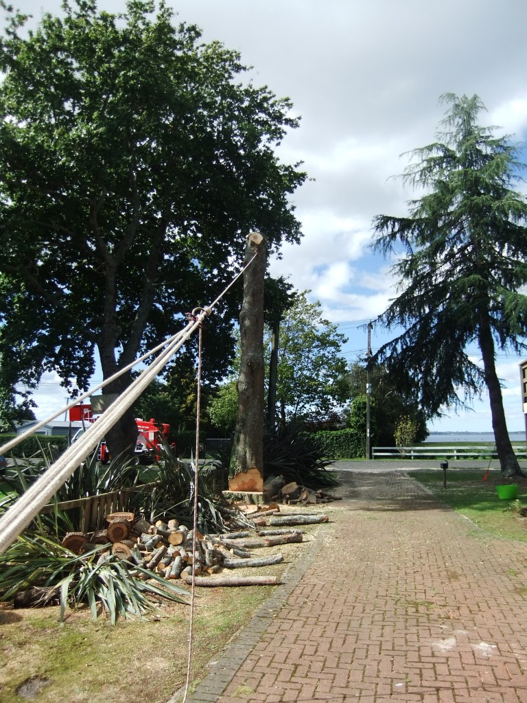 Felling the butt log of the Swamp Cypress tree.