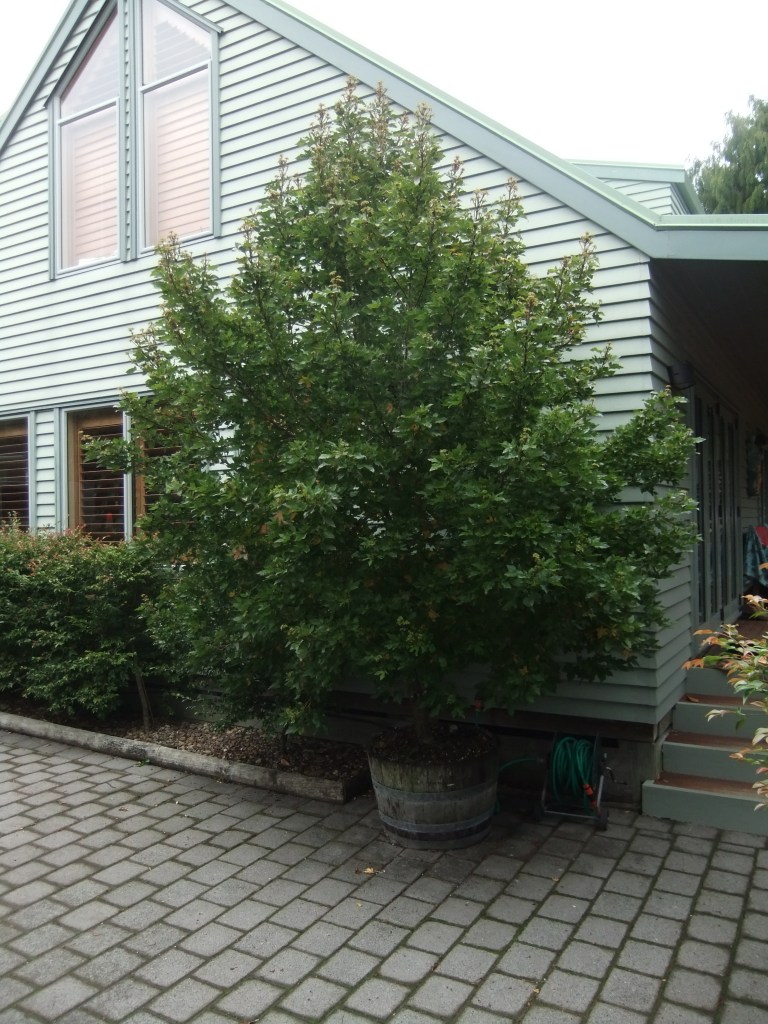 Liquidambar styraciflua cultivar 'Little Richard' beginning to out grow its barrel.