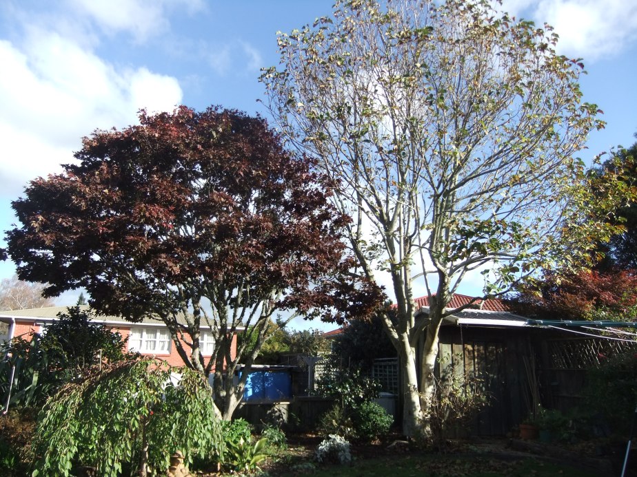 After crown lifting, thinning and minor shaping, the trees now allow enough light for garden beneath.