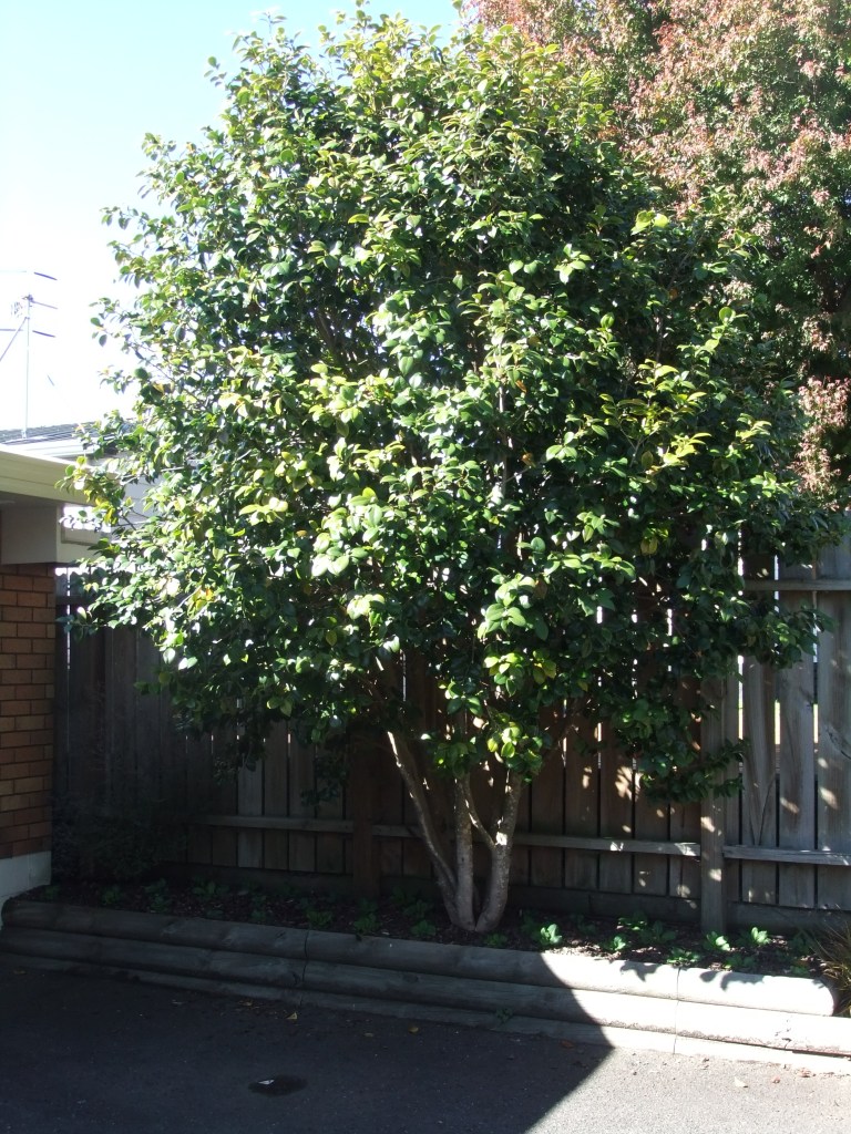Large Camellia is out growing its position in a retained garden near a garage and impeding vehicle access.