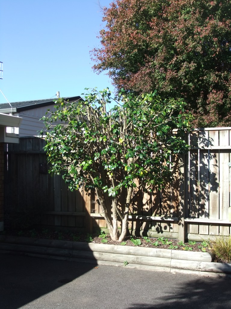 Large Camellia reduced and brought back into scale in the retained garden no longer impedes vehicle access.